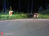 Bild-Nr. 382 Technischer Einsatz