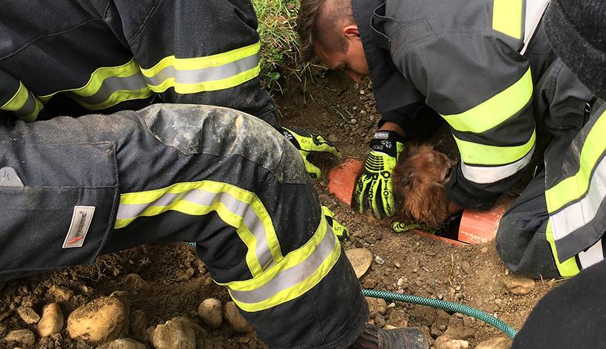 Hund aus Rohr gerettet