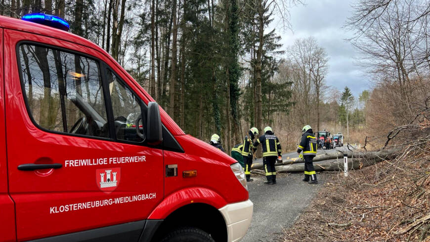 Buche blockiert Steinriegelstraße