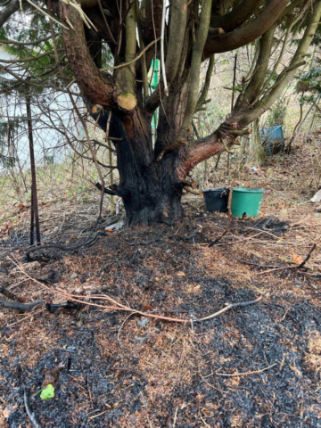 20260322_B1 Heckenbrand4